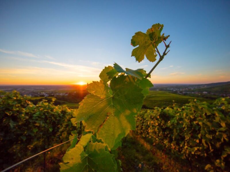 Baden-Baden: Wanderung mit dem Schwarzwald-Guide - FAQs