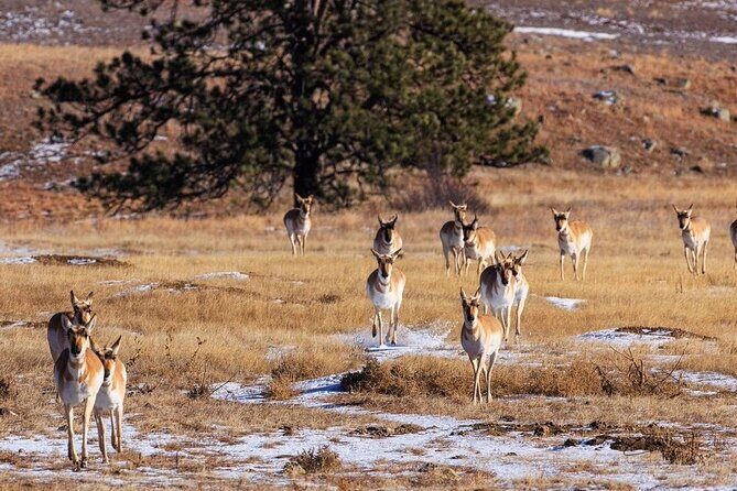 Badlands Premium Van Tour - Public - FAQs