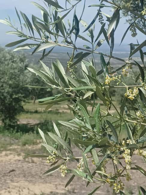 Baeza: Visit to an Organic Olive Grove + Oil Tasting - Final Thoughts