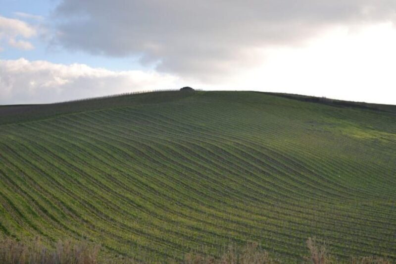 Baglio Florio Adamo: Oil Tasting - What to Expect from Your Olive Oil Experience