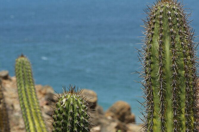 Baja Desert and Beach Electric Bike Adventure with Buffet - Frequently Asked Questions