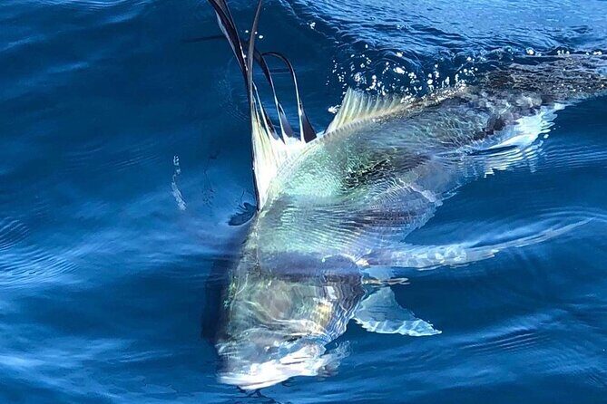 Baja Fishing Dream Roosterfish Dorado Marlin Yellowtail Tuna - The Logistics and Booking