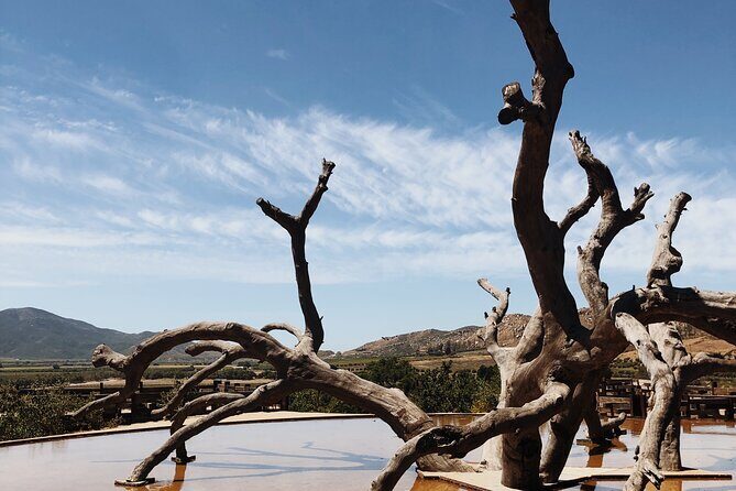 Baja Tour Guide wine tour - Key Points