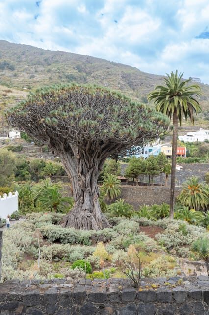 Balades Découverte Teide - La Orotava - Icod de los Vinos - What to Expect on the Day