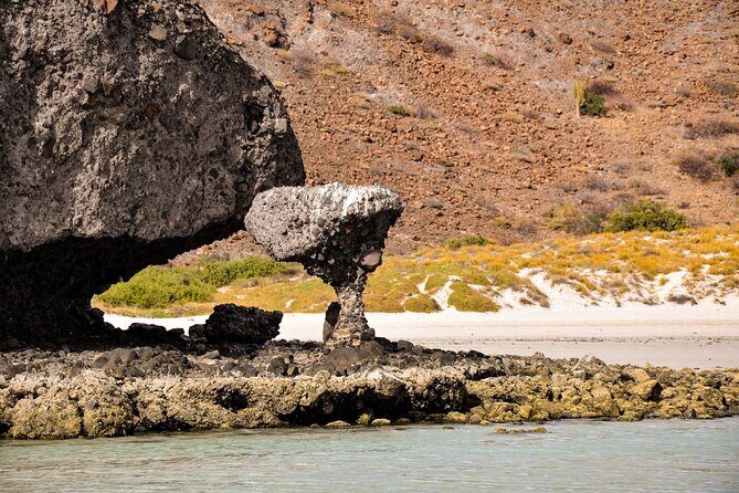 Balandra Beach Escape with Snorkeling and Wildlife Watching - Key Points