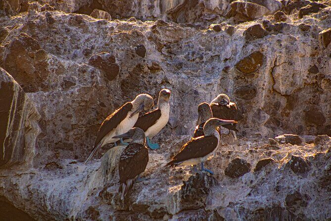 Balandra Beach Escape with Snorkeling and Wildlife Watching - FAQ