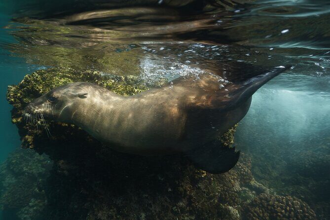 Balandra Private Boat Tour - FAQ