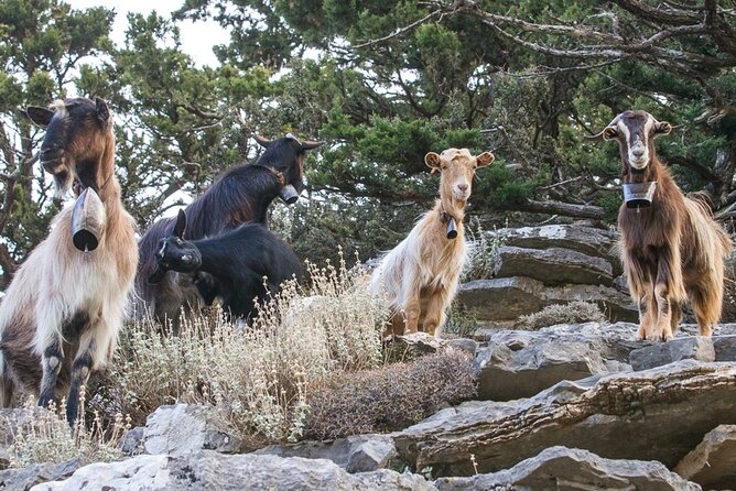 Balos & Falassarna Beach - Jeep Tour with Loungers and Lunch - Balos Expectation Check: Viewpoint Is the Main Event