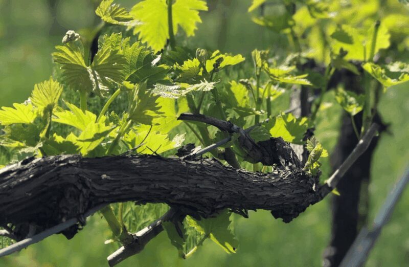 Balsamic Vinegar Tasting & Barrel Tour near Parma & Reggio - A Closer Look at the Balsamic Vinegar & Barrel Tour near Parma & Reggio