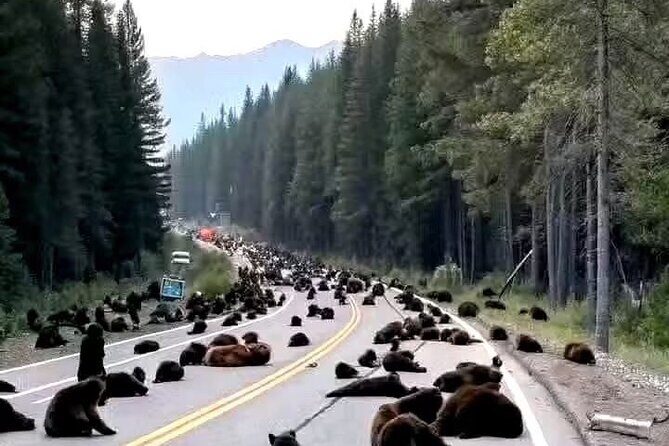 Banff and Yoho Rocky Mountain Discovery Day Tour from Calgary - Hands-On Extras and Flexibility