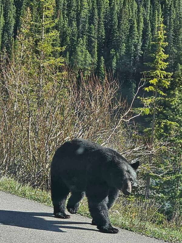 Banff and Yoho Winter Wonderland Private Tour - Final Thoughts: Is This Tour Right for You?