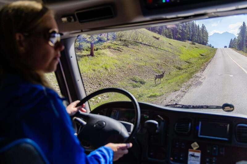 Banff: Evening Wildlife Safari Guided Tour - The Itinerary: What You Can Expect