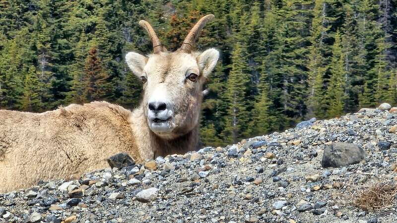 Banff: Evening Wildlife Safari Guided Tour - The Pros and Cons