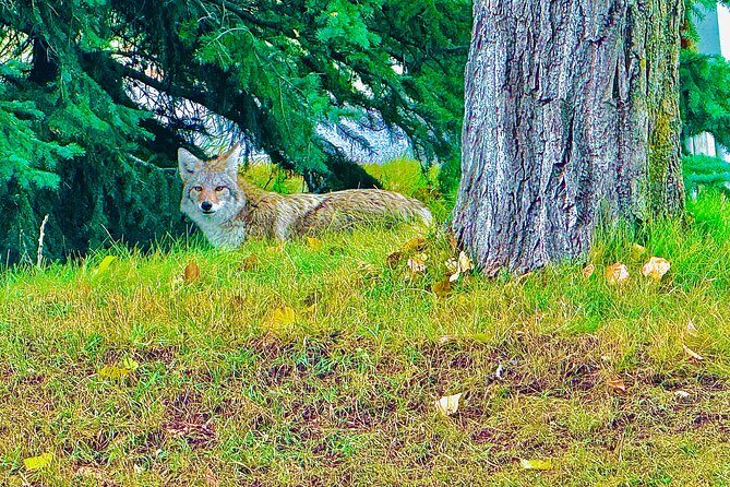 Banff Evening Wildlife/ Scenic Tour Lakes, Hoodoos & Bow Falls - FAQs