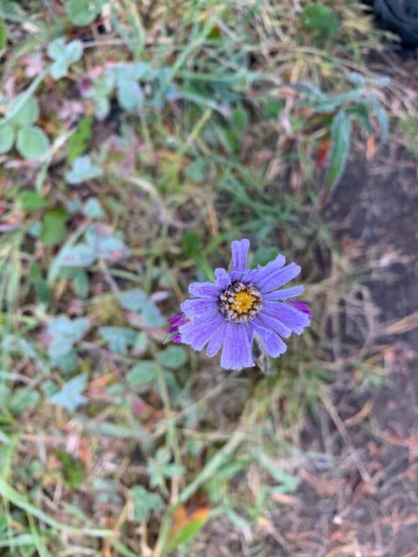 Banff: Explore Winter Nature Walk - Ice Cleats Included 2H - FAQ