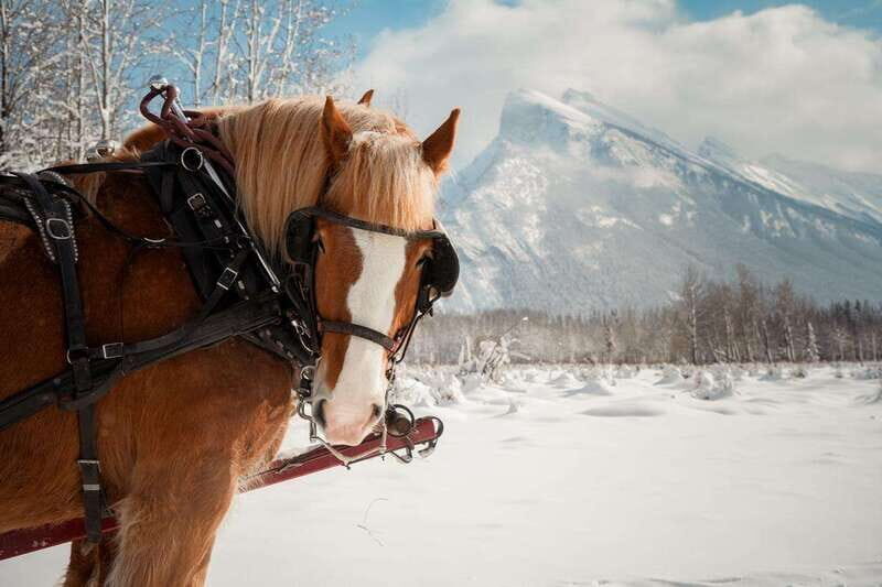 Banff: Family Friendly Horse-Drawn Sleigh Ride - The Guides and Overall Service