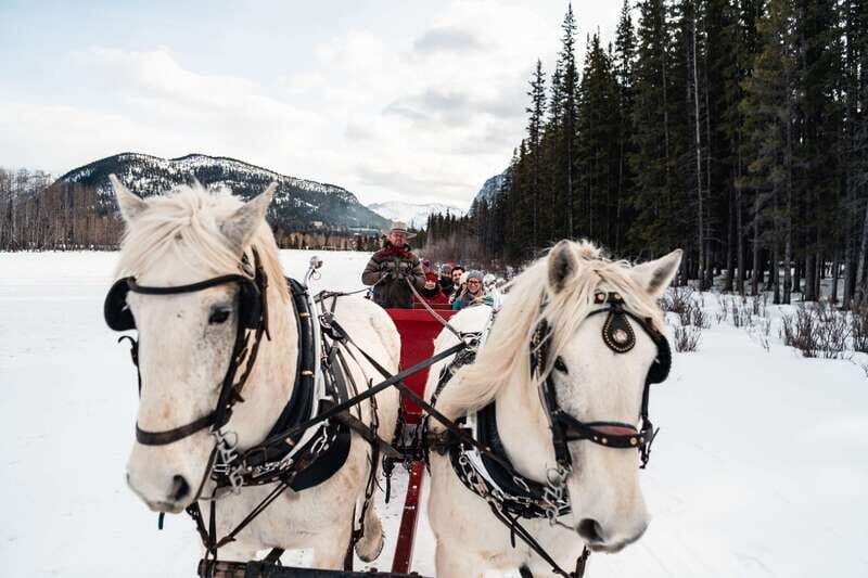 Banff: Family Friendly Horse-Drawn Sleigh Ride - Who Is This Tour Best Suited For?
