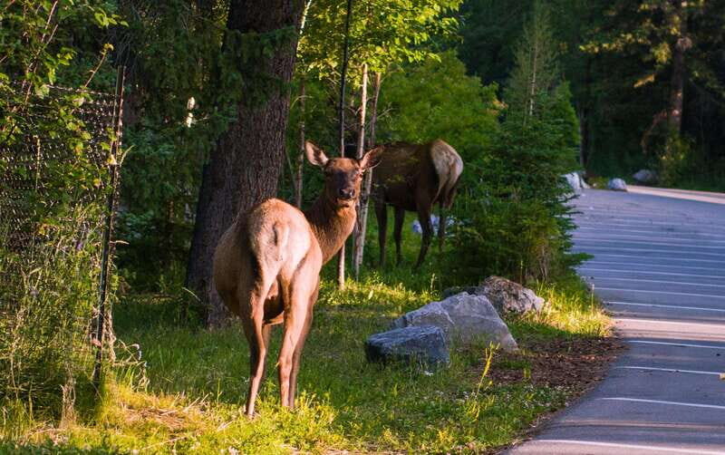 Banff: Guided Day Trip with Hotel Pickup and Drop-off - FAQs