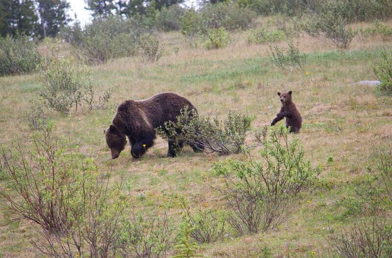 Banff: Guided Nature Walk with Bear Country Safety Tips - Final Thoughts