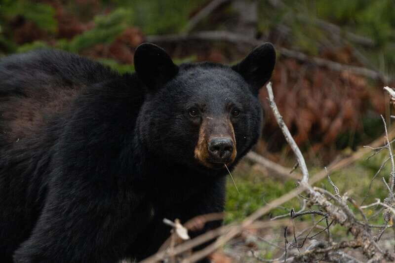 Banff: Guided Nature Walk with Bear Country Safety Tips - FAQ