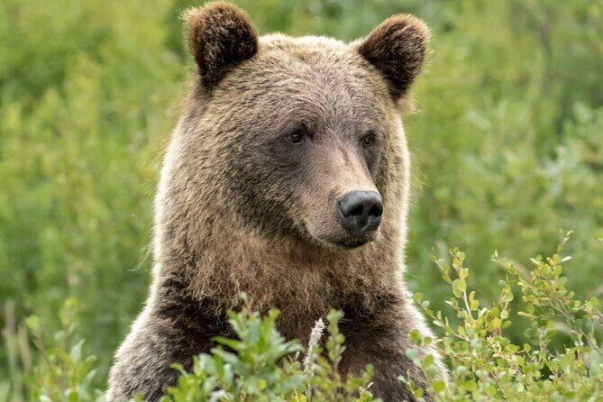 Banff Guided Nature Walk with Bear Country Safety Tips - Exploring the Banff Guided Nature Walk