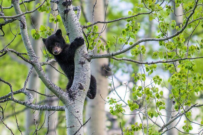 Banff Guided Nature Walk with Bear Country Safety Tips - Final Thoughts