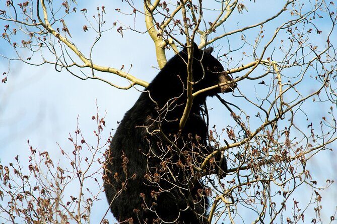 Banff Guided Nature Walk with Bear Country Safety Tips - FAQ