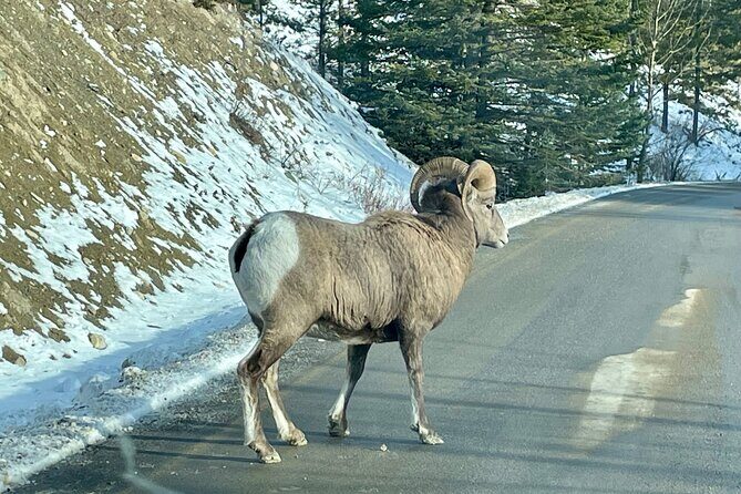 Banff Highlights: Moraine Lake, Lake Louise and beyond - FAQ