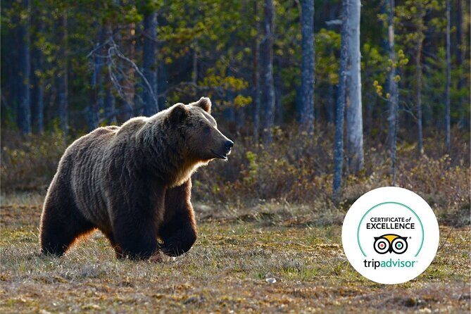 Banff Highlights & Wildlife | Award-Winning Small Group Adventure - The Experience of Wildlife Spotting and Scenery