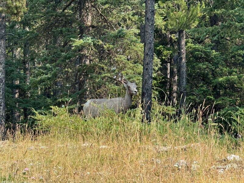 Banff: Lake Louise, Moraine, Emerald Lake & Johnston Canyon - The Itinerary: What to Expect From Start to Finish