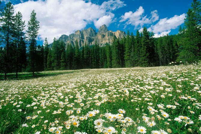 BANFF Medicinal and Edible Plants Nature Walk - 2 Hours - Frequently Asked Questions