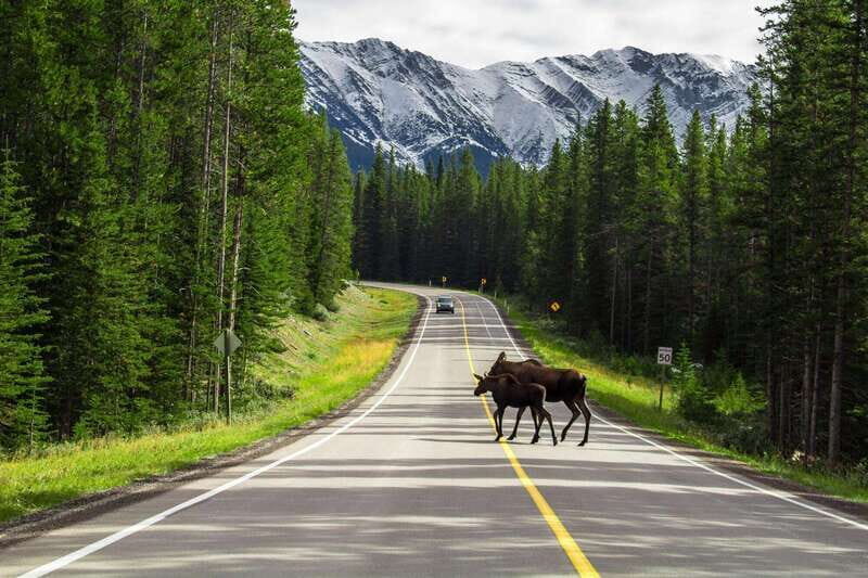 Banff National Park PRIVATE SAFARI and Nature Walk - 3.5H - An Honest Look at the Tour