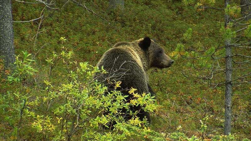 Banff National Park PRIVATE SAFARI and Nature Walk - 3.5H - The Practical Side: Whats Included and Whats Not