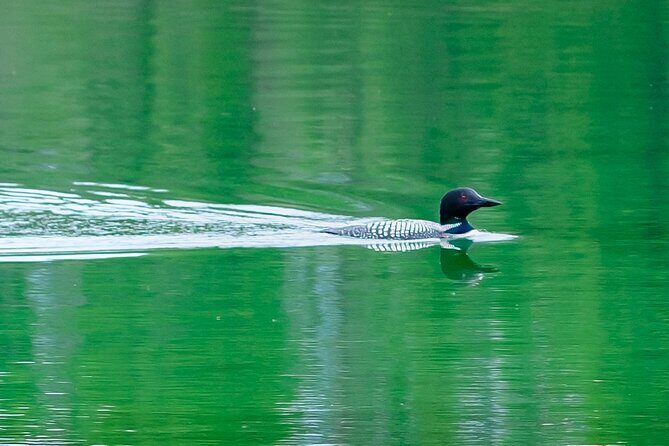 Banff PRIVATE Safari Drive and Custom Nature Walk -4H - How Does the Price Stack Up?