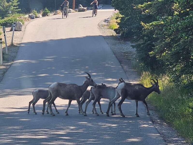 Banff to Jasper One-Way Private Tour sightseeing - FAQs