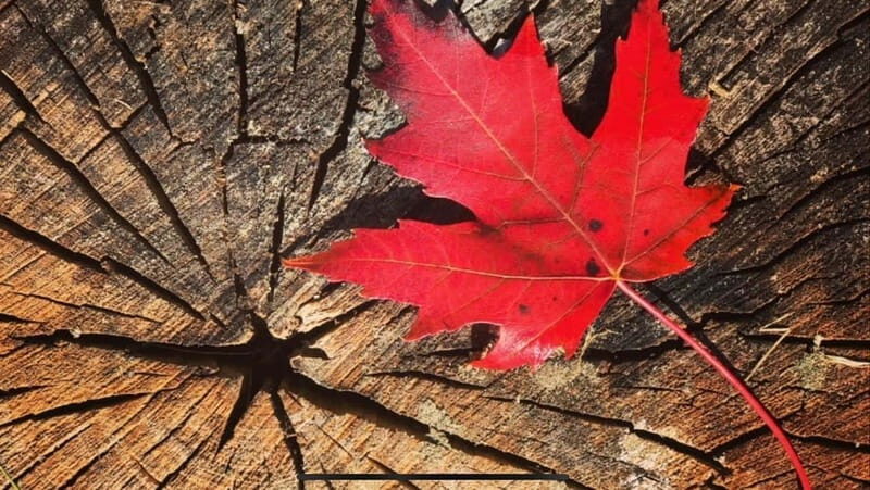 Banff Town: Guided Town Walking Tour with Snack - Key Points