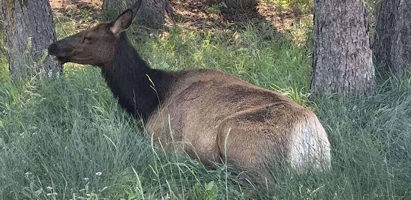 Banff Town: Guided Town Walking Tour with Snack - The Details of the Banff Guided Walking Tour