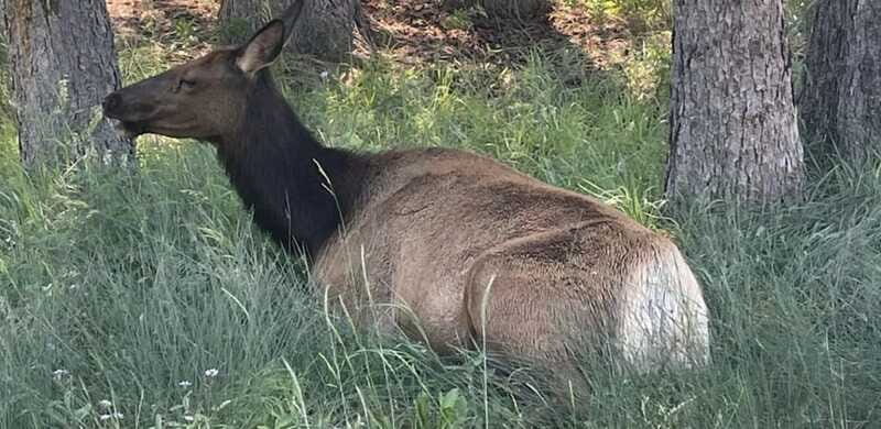 Banff Town: Guided Town Walking Tour with Snack - Frequently Asked Questions (FAQs)