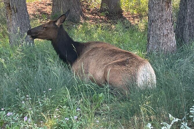 Banff Town Walking Tour Includes Refreshment and Sweet Treat - Final Thoughts