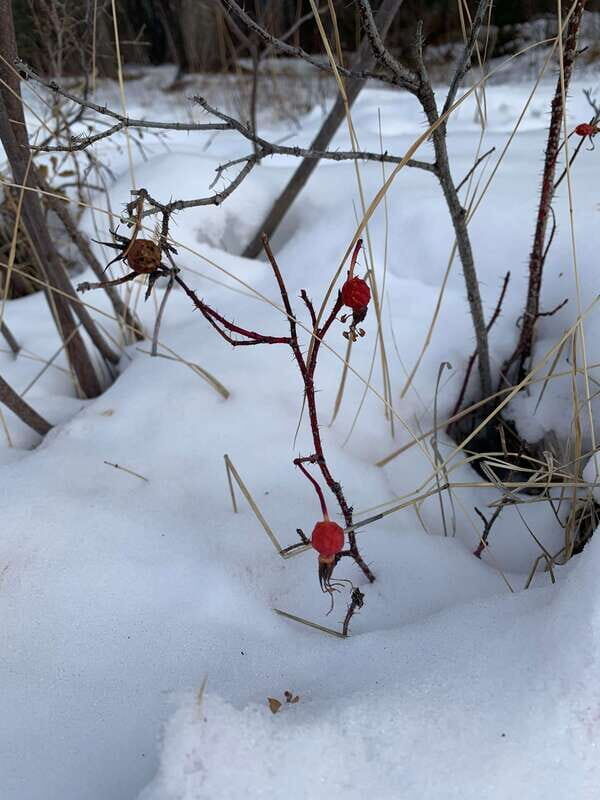 Banff: WILD ICE Winter Adventure - Ice Cleat Included - FAQs
