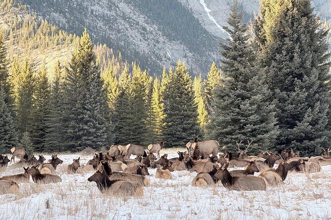 Banff Wildlife Explore and Johnston Canyon Hiking Tour - Johnston Canyon: Waterfalls and Rock Formations