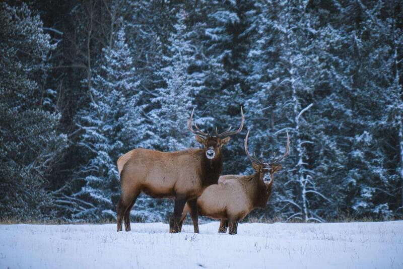 Banff: Winter Wilderness Walk with Wildlife Tracking - 2hrs - Exploring the Banff Winter Wilderness Walk: A Closer Look