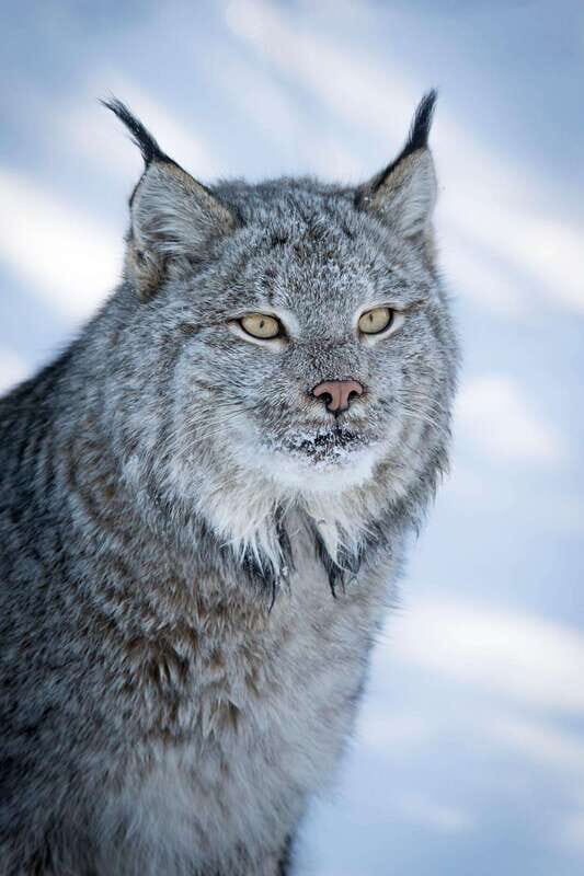 Banff: Winter Wilderness Walk with Wildlife Tracking - 2hrs - The Details That Matter