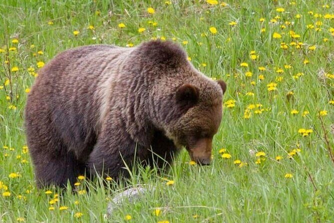 Banff:Columbia Icefield Adventures, Skywalk and Iconic Lakes Tour - The Value of the Experience