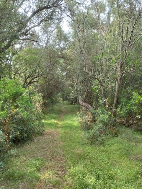 baño de bosque / bany de forêt - Key Points