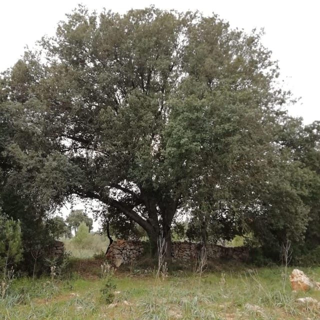 baño de bosque / bany de forêt - Whats Included & What’s Not