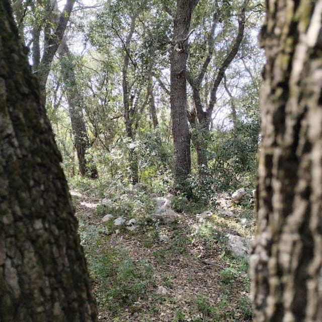 baño de bosque / bany de forêt - The Pros and Cons: Is It Right for You?