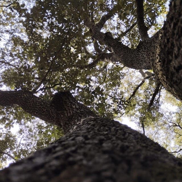 baño de bosque / bany de forêt - Who Should Consider This Tour?