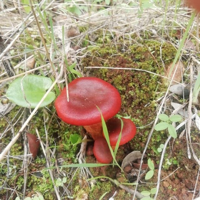 baño de bosque / bany de forêt - Final Thoughts