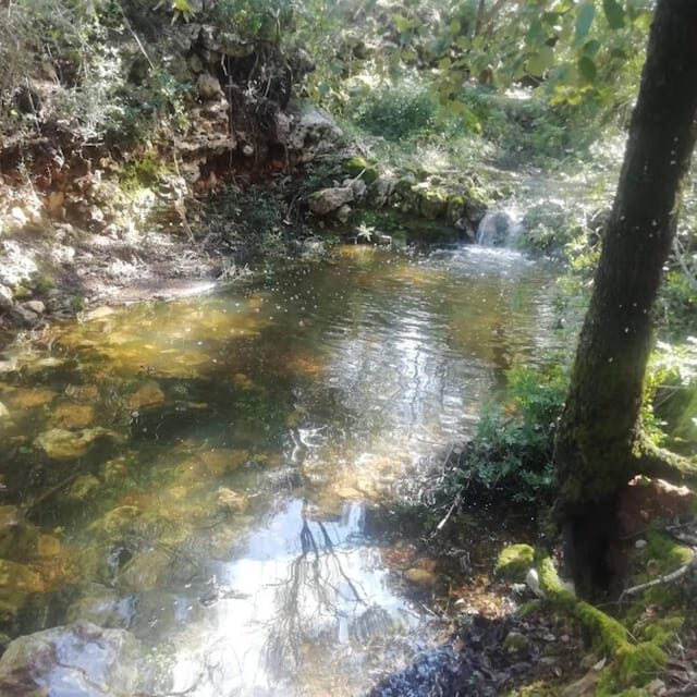 baño de bosque / bany de forêt - FAQs